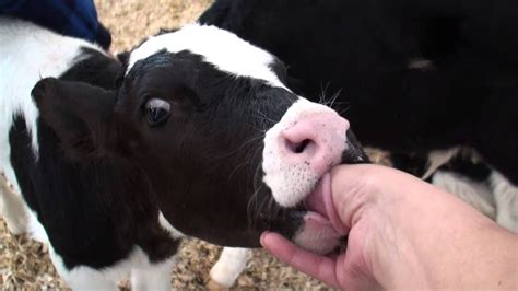 Calf Sucking Vidéos Porno Gay